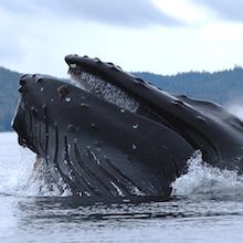 Humpback_whale_NOAA