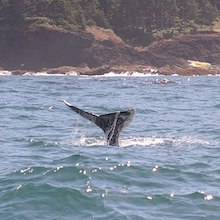 photo of a whale tail above the surface of the water near shore
