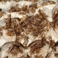 crickets crawling on cardboard