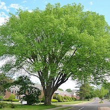 photo of a large elm tree in a suburban setting