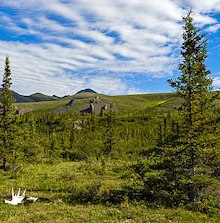 photo of spruce trees and moose antler in foreground, with low grass and hills beyond