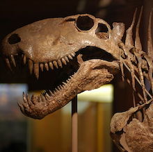 photo of Dimetrodon skull