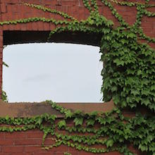 Ivy Brick Window