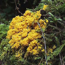 Slime_Mold_Olympic_National_Park_North_Fork_Sol_Duc