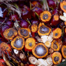 A cross-section of harvested palm oil fruits in Riau, Indonesia. Oil extracted from the orange fleshy mesocarp is used as cooking oil and in food products whereas oil from the white kernel is incorporated into detergents and cosmetics. Wudan Yan.