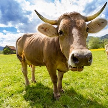 cow-pasture-animal-almabtrieb