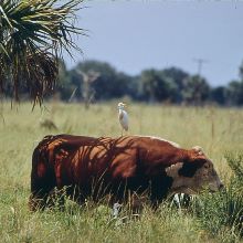 photo of an egret sitting on top of a brown cow who is eating grass next to a palm tree