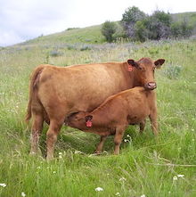 calf nursing on hilly meadow