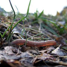earthworm on a lawn