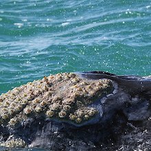 photo of the skin of a whale with numerous barnacles attached
