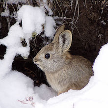 photo of a pygmy rabbit sitting among snowy branches