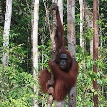 photo of an orangutan clinging to a tree trunk in a forest and looking at the camera