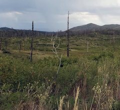 photo of a grassland with a few charred dead tree trunks