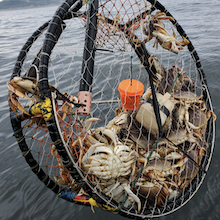 photo of a crab trap with crabs inside