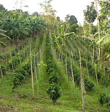 coffee plants growing with trees interspersed and in the distance