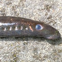 closeup of the head of a Northwest river lamprey