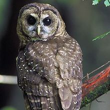 Braun: Northern Spotted Owl