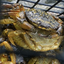 photo of crabs in trap