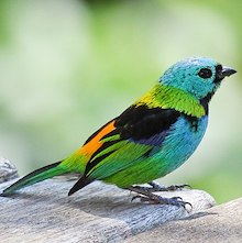 photo of colorful songbird