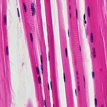 false-color microscope image of muscle fibers