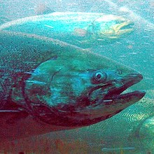 Trent: High Seas Treaty and Salmon