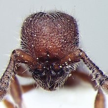 closeup of ant head