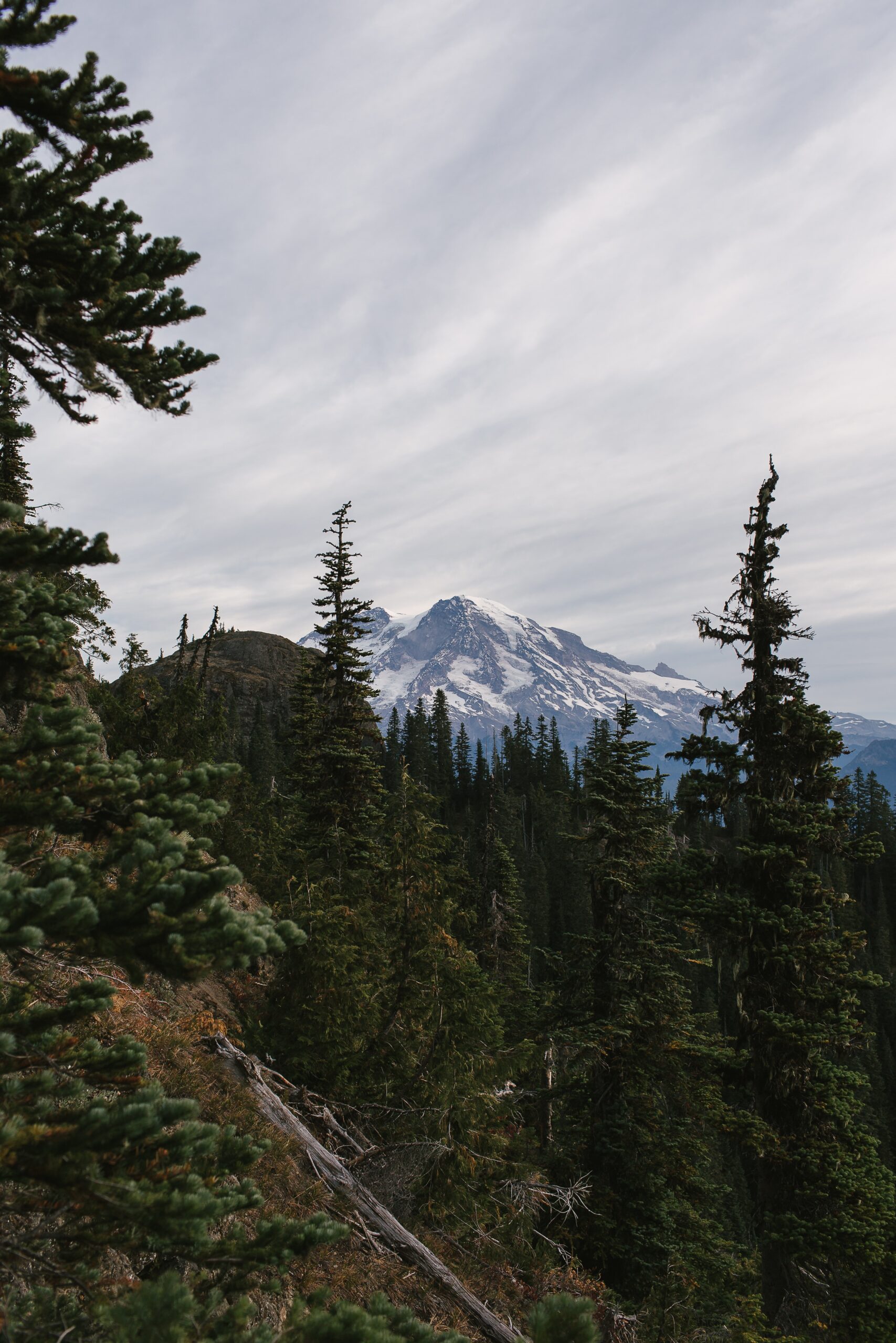 Mount Rainier seen over trees