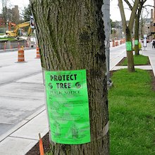 tree trunk along a street with a "protect this tree" notice taped to it