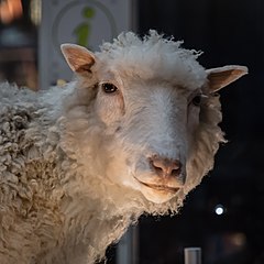 close up of face of a sheep