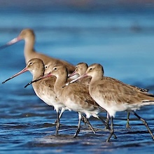 photo of black tailed godwits in the water