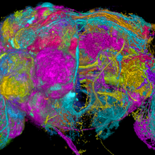 colorful microscopic image of fly brain