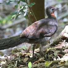 photo of drab bird on forest floor