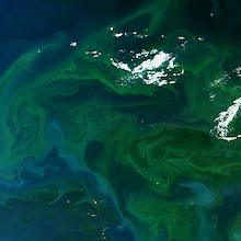 satellite photo of ocean with green swirls indicating phytoplankton blooms