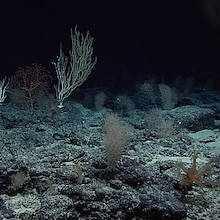view of deep ocean corals
