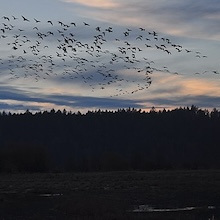sunset at nisqually wildlife refuge with birds flying overhead