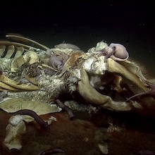 well-decomposed whale covered in octopi and other sea creatures