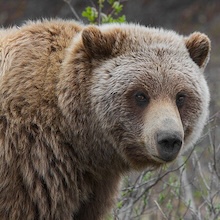 closeup of grizzly