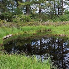 marsh in wooded area