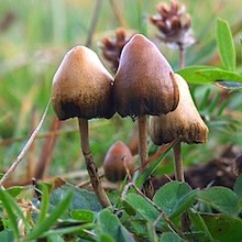 photo of mushrooms growing in grass