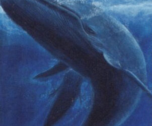 Hickey: Benefits of Whale Poop