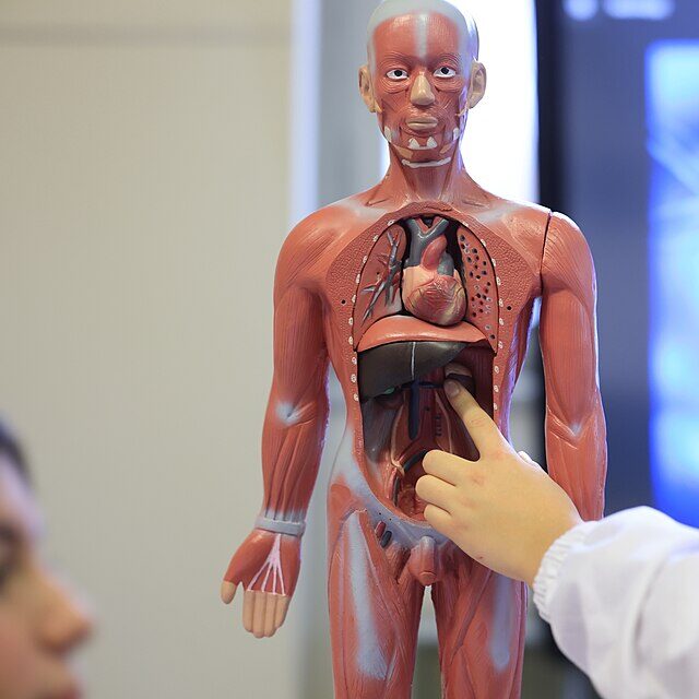 Hand pointing at an organ in an anatomic model of the human body