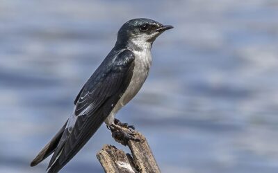 Trent: Avian Science Jeopardized by Federal Cuts