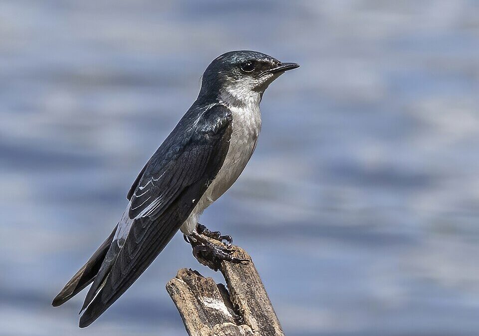 Trent: Avian Science Jeopardized by Federal Cuts