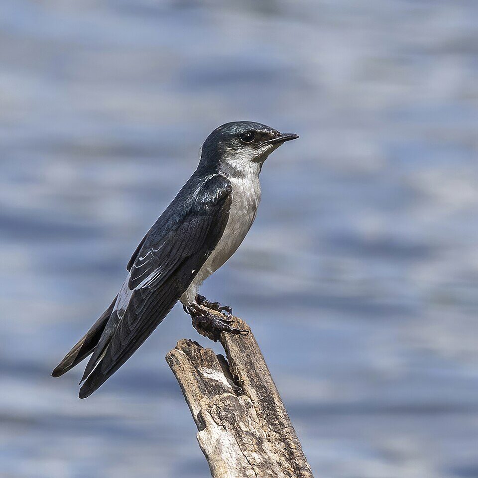 Bird resting on a piece of wood
