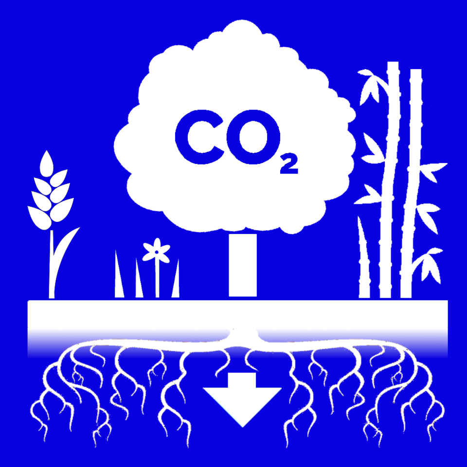 Image of carbon dioxide sequestration via trees