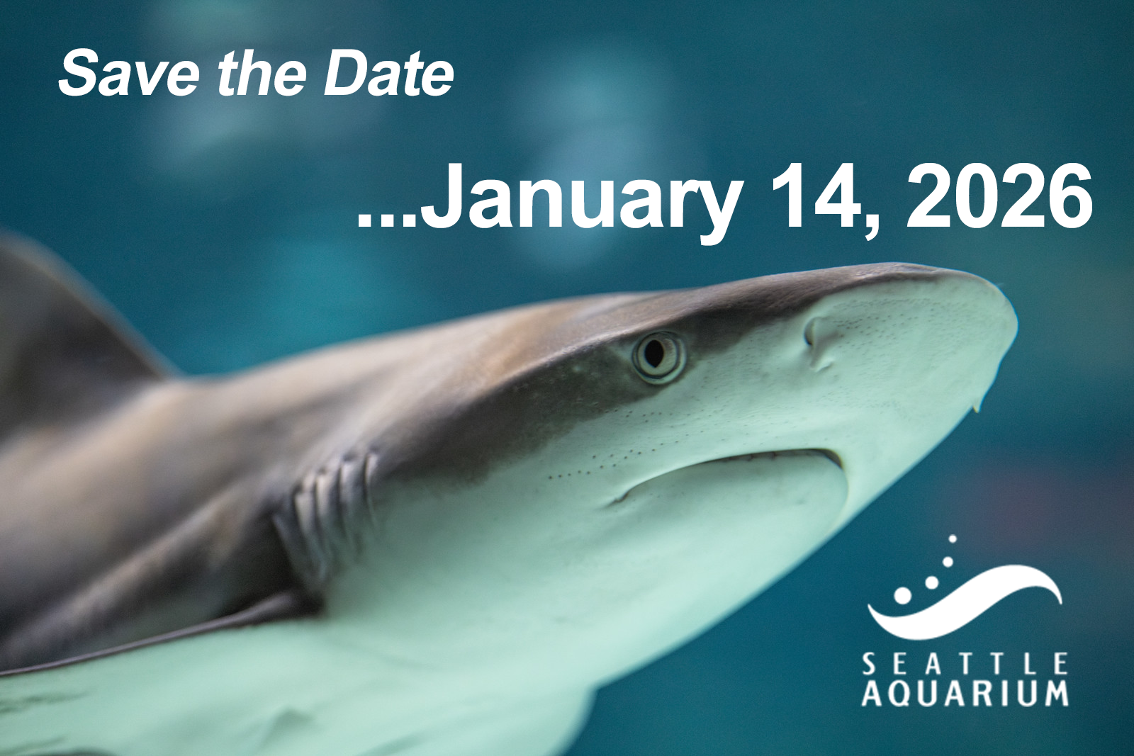 seattle aquarium ocean pavilion overhead