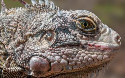 Rose: Increasing Difficulty in Protecting Against Extinction