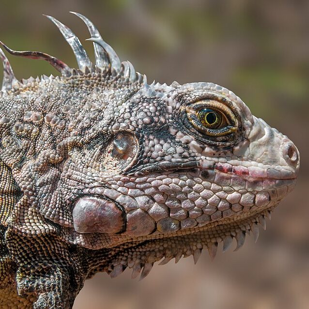 Rose: Increasing Difficulty in Protecting Against Extinction