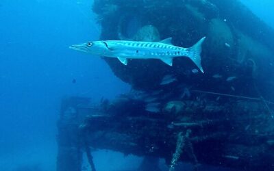 Harris: Meet the New Subsea Habit in Four Decades