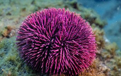 Hauser: Are Seafood Ranches the answer to Urchins Destabilizing Ecosystems?